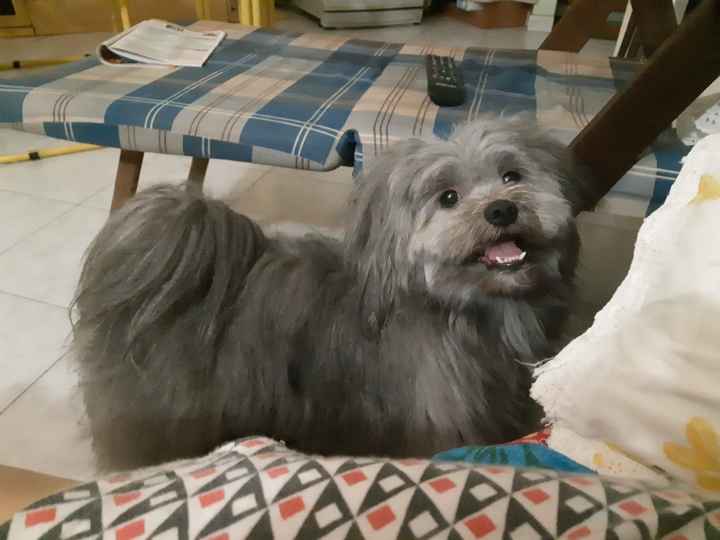 Giornata del cane - 1