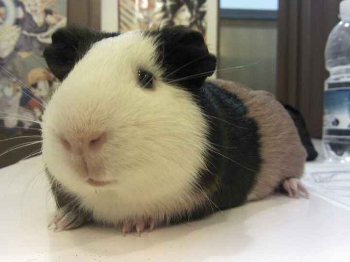 Pets - 1