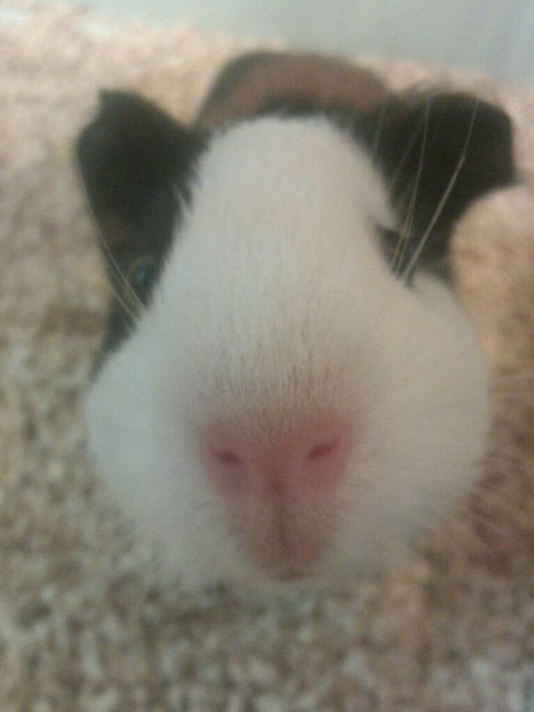 Le foto dei vostri animali - 2