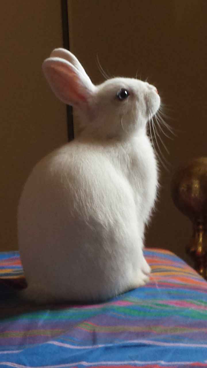 Amici a 4 zampe  - 1