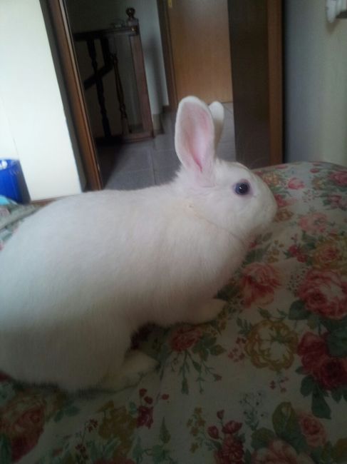 I nostri amici animali.. - 1