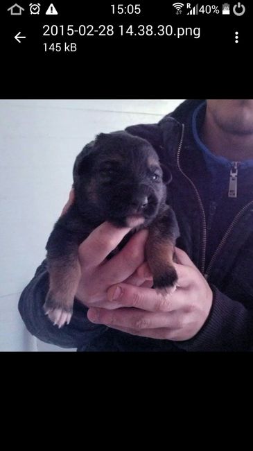 I nostri amici animali.. - 2