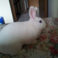 I nostri amici animali.. - 1