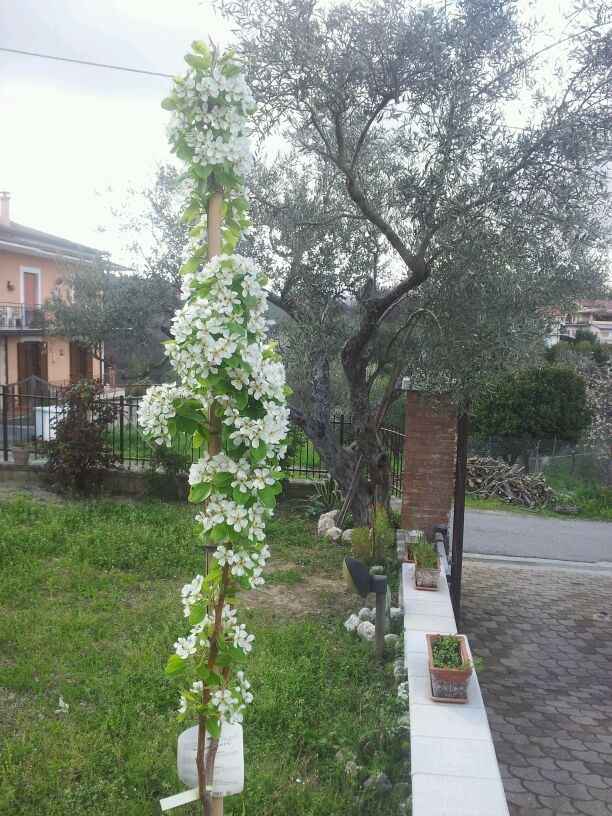 IL NOSTRO PERO IN FIORE