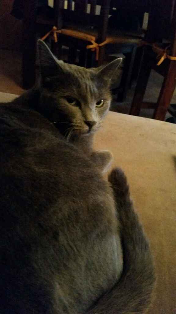 Too cute: i vostri amici animali - 2