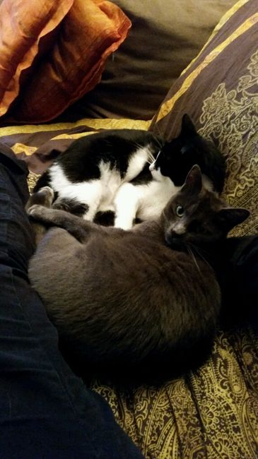 Too cute: i vostri amici animali - 1