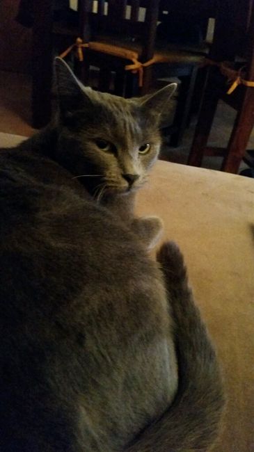 Too cute: i vostri amici animali - 2