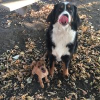 Amici pelosi🤗💙💜 - 1