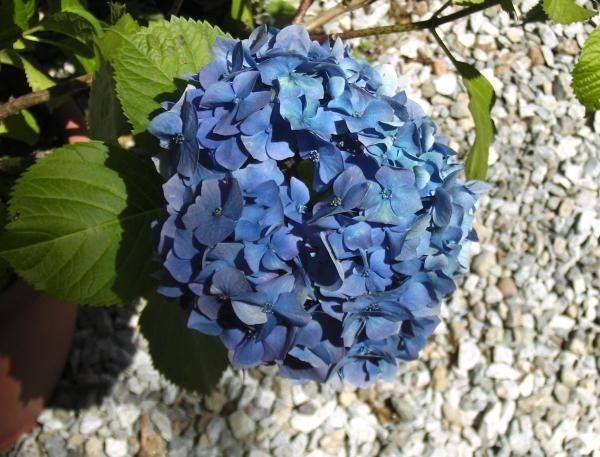 I fiori dei vostri allestimenti: quali avete scelto? - 1