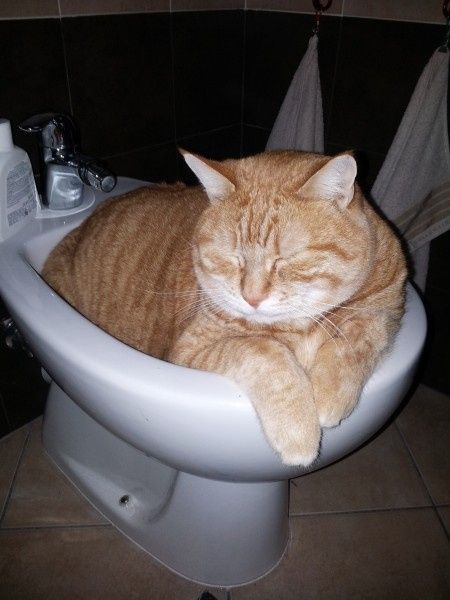 Ma il vostro gatto vi prende in giro? - 1