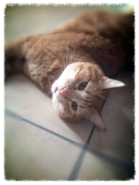 Ma il vostro gatto vi prende in giro? - 2