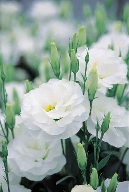 Lisianthus