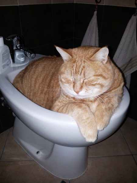 Ma il vostro gatto vi prende in giro? - 1