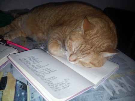 Le foto dei vostri animali - 2