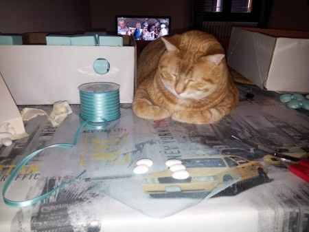 Le foto dei vostri animali - 3