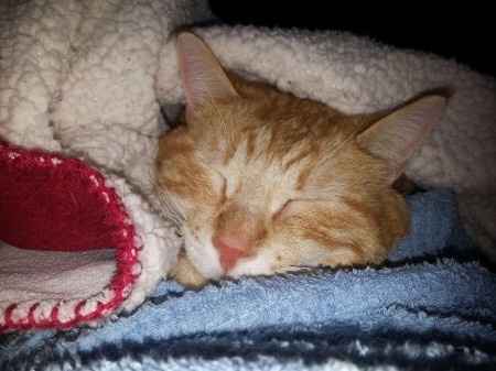 Too cute: i vostri amici animali - 1