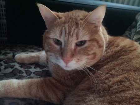 Too cute: i vostri amici animali - 2