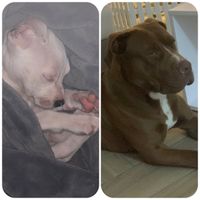 Il nostro amico a quattro zampe si chiama... - 1