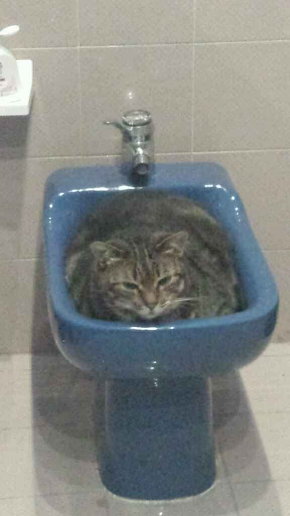 Le foto dei vostri animali - 1