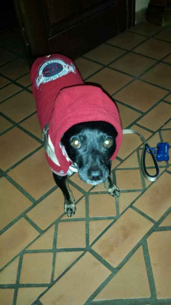 Le foto dei vostri animali - 2