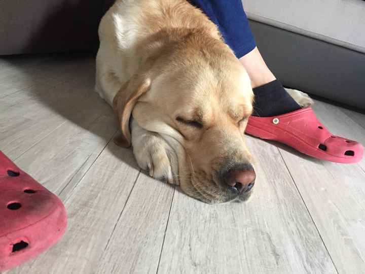  Fedi a quattro zampe - 1