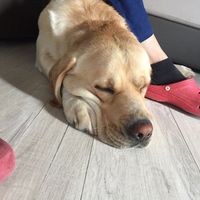  Fedi a quattro zampe - 1