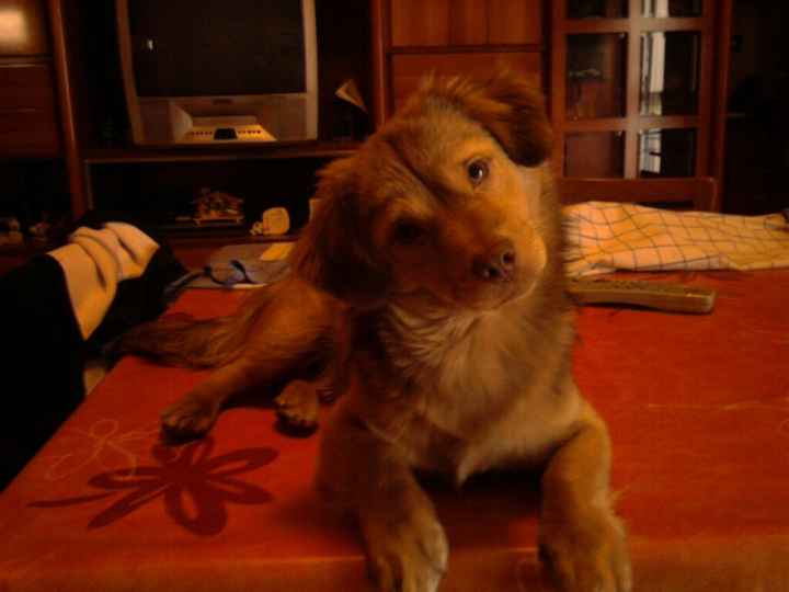 Pelosi alla riscossa! :) chi portera' il suo amico peloso al matrimonio? - 2