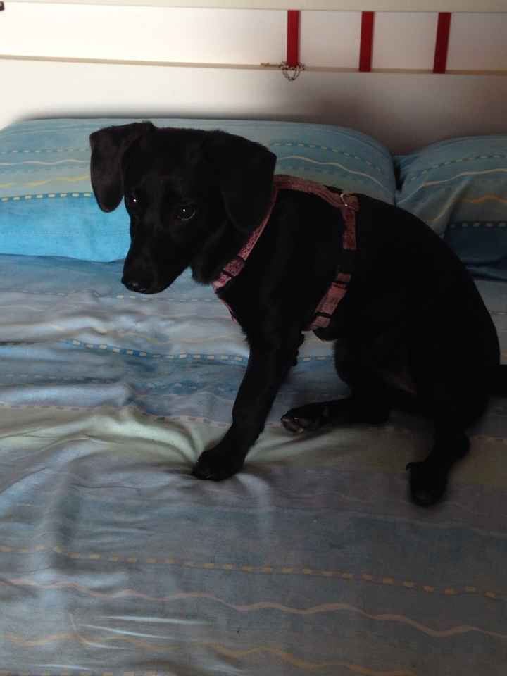 Le foto dei vostri animali - 1