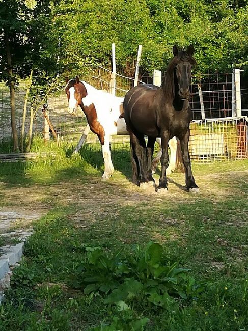 Matrimoni a tema - 5