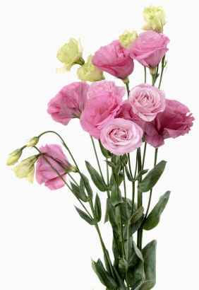 lisianthus rosa