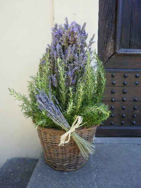 Lavanda