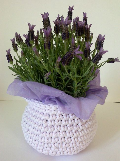 Lavanda