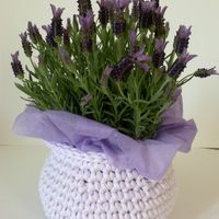 Lavanda