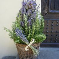 Lavanda