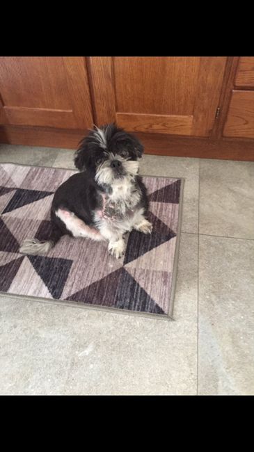 Mi presentate i vostri amici a 4 zampe?! 😃 - 2