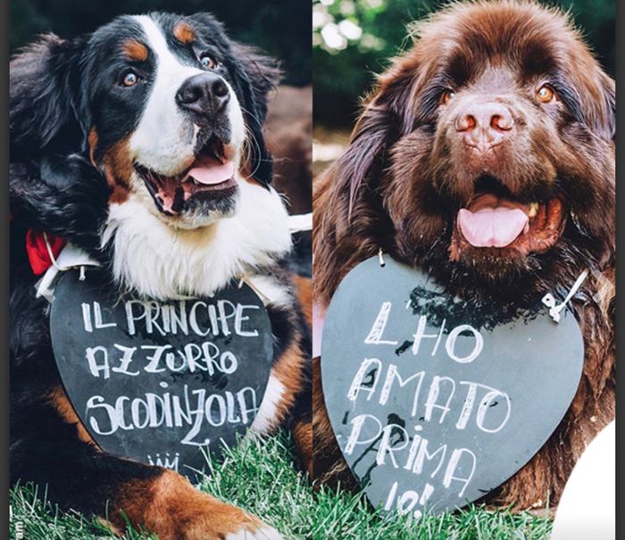 Matrimonio a 4 zampe 🐾 - 2