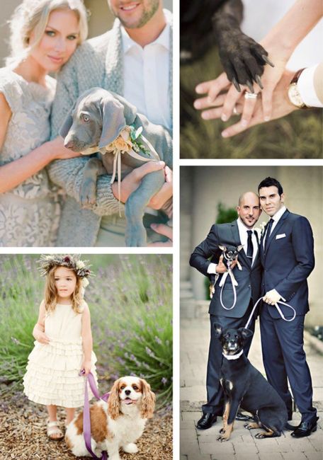 Matrimonio a 4 zampe 🐾 3