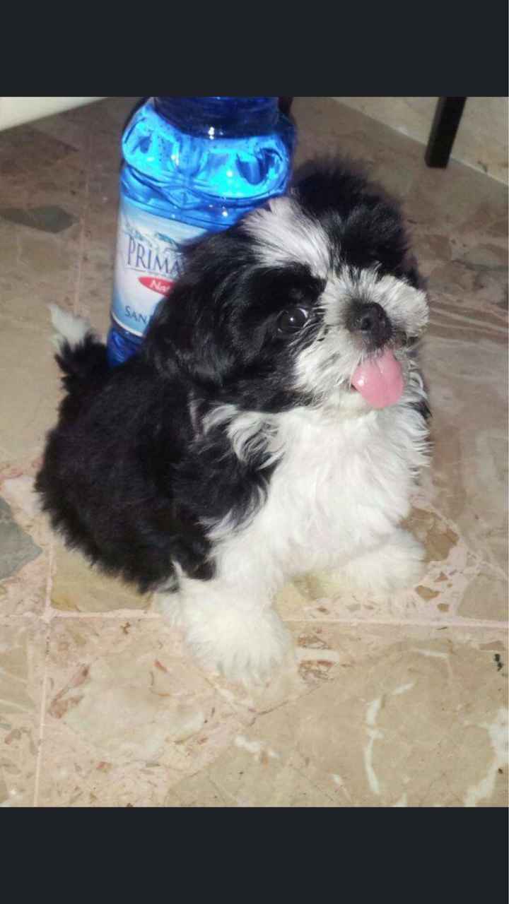 Mi presentate i vostri amici a 4 zampe?! 😃 - 1