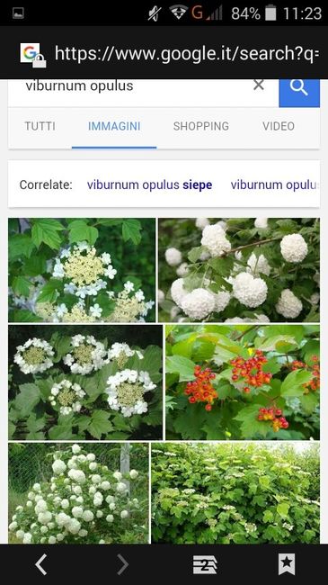 Fiori di aprile - 5
