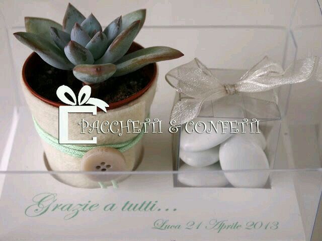 Pianta grassa che mi sta facendo impazzire!! - 1