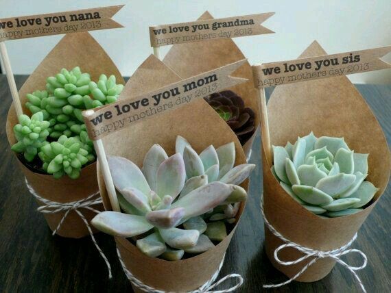 Pianta grassa che mi sta facendo impazzire!! - 2