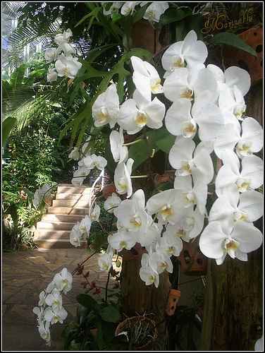 orchidee bianche