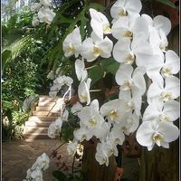 orchidee bianche