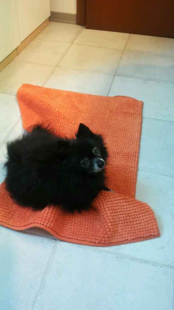 Cuccioli di casa... - 2