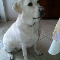 I nostri amici animali - 1