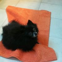 Cuccioli di casa... - 2