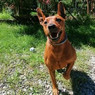 Giuliano