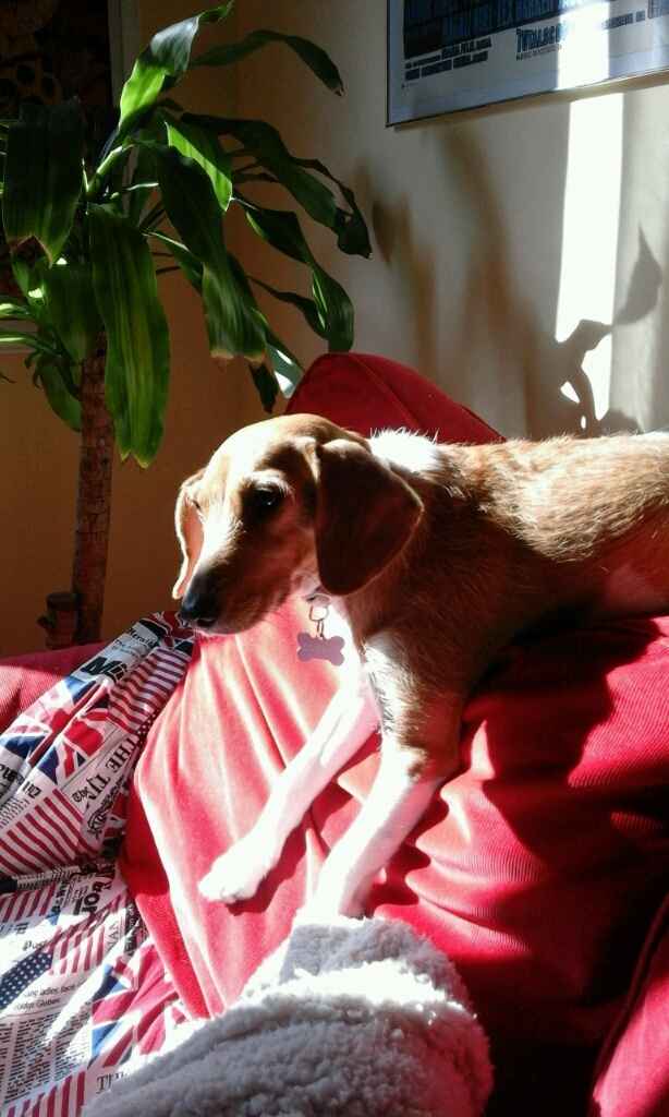 Too cute: i vostri amici animali - 1