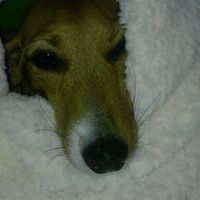 Le foto dei vostri animali - 1