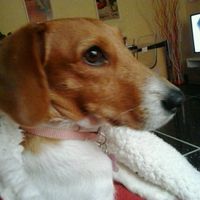 Consiglio razza cane!!!!!! - 1